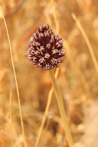 Allium curtum (Allium curtum)
