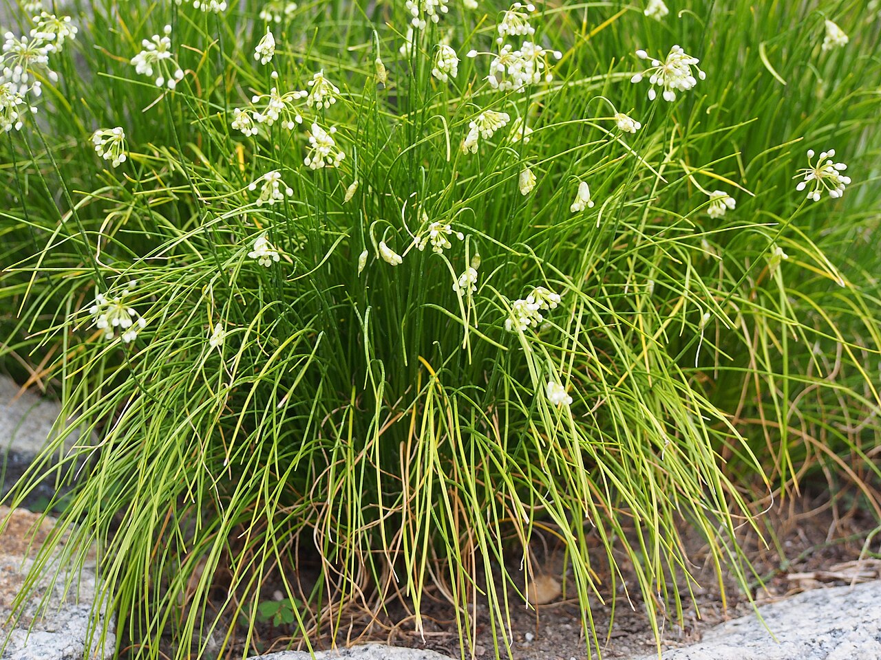 Allium cyaneum: Allium cyaneum , flower buds, plant cultivated in Wrocław University Botanical Garden, Wrocław, Poland.