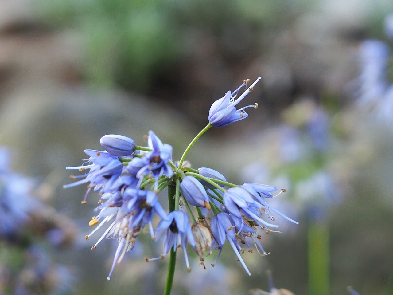 Allium cyaneum: Allium cyaneum , flower, plant cultivated in Wrocław University Botanical Garden, Wrocław, Poland.