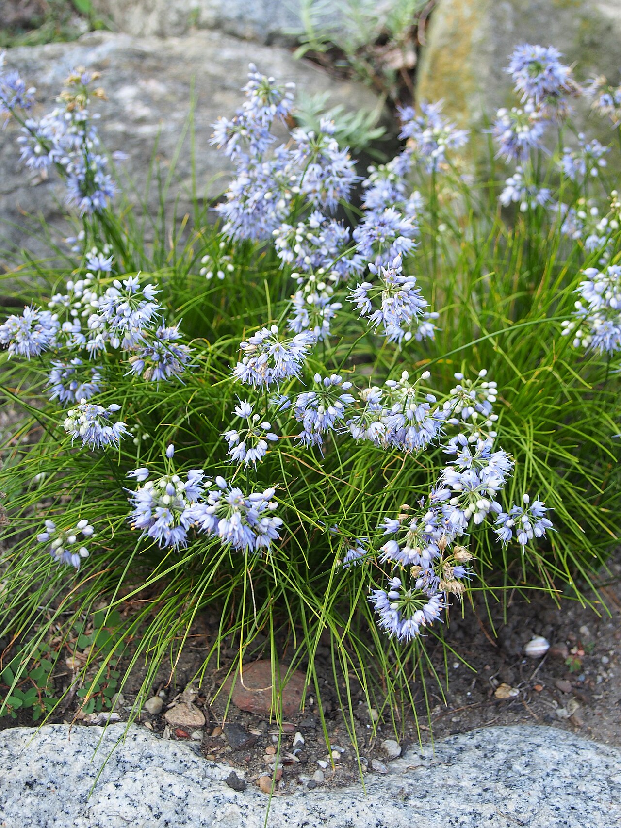 Allium cyaneum: Allium cyaneum , flowering plants, cultivated in Wrocław University Botanical Garden, Wrocław, Poland.