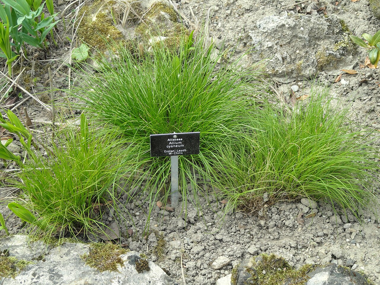Allium cyaneum: Allium cyaneum specimen in the Botanischer Garten Freiburg, Freiburg im Breisgau, Baden-Württemberg, Germany.