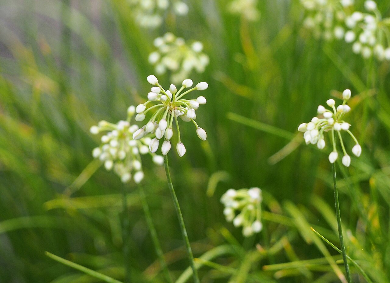 Allium cyaneum: Allium cyaneum , flower buds, plant cultivated in Wrocław University Botanical Garden, Wrocław, Poland.