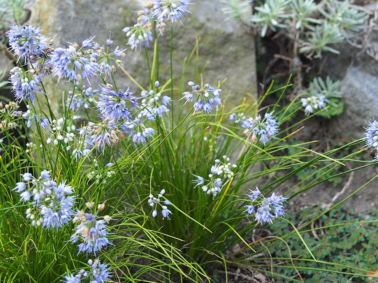 Allium cyaneum: Allium cyaneum , flowering plants, cultivated in Wrocław University Botanical Garden, Wrocław, Poland.