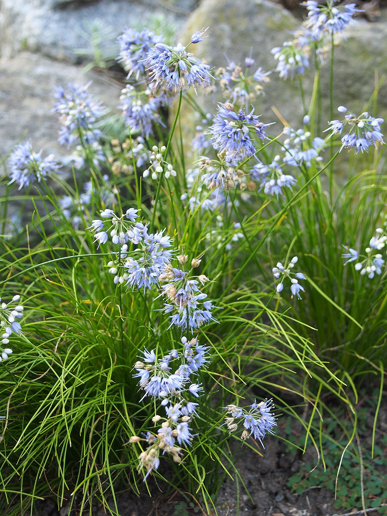 Allium cyaneum: Allium cyaneum , flowering plants, cultivated in Wrocław University Botanical Garden, Wrocław, Poland.