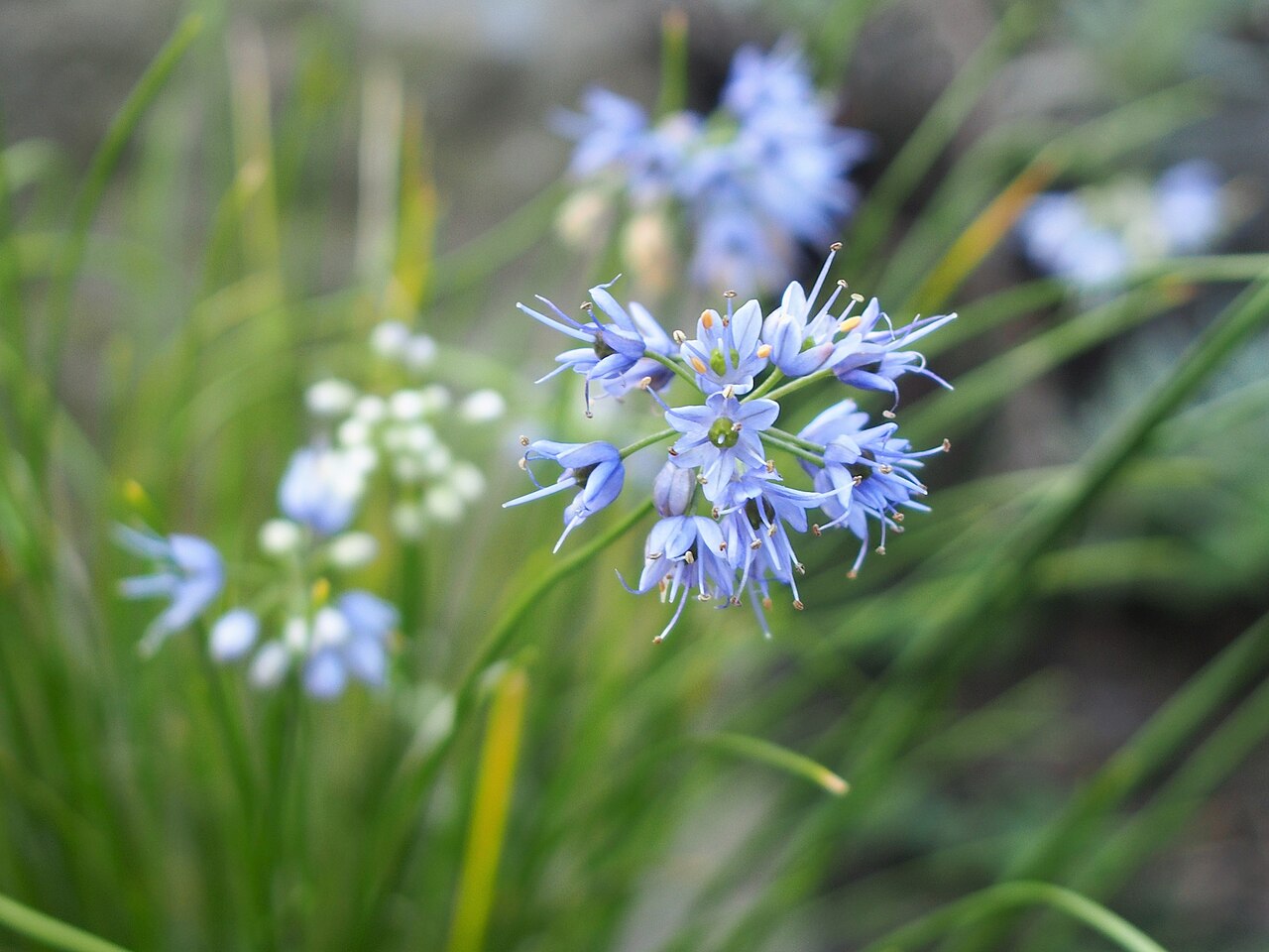 Allium cyaneum: Allium cyaneum , inflorescence, plant cultivated in Wrocław University Botanical Garden, Wrocław, Poland.