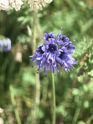 Allium cyaneum (Allium cyaneum)
