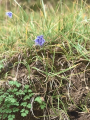 Allium cyaneum (Allium cyaneum)