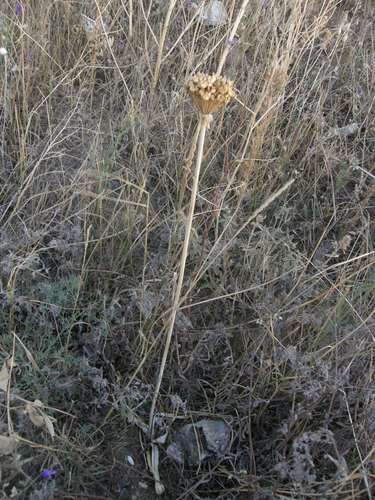 Allium cyrilli (Allium cyrilli)