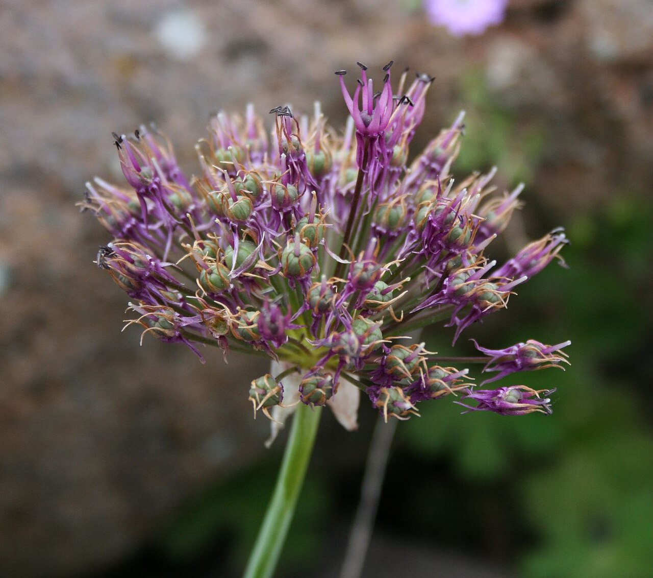 Allium cyrilli: Allium cyrilli subsp. asumaniae , Amaryllisgewächse (Amaryllidaceae), Lauchgewächse (Allioideae) - Türkei/Türkiye/Turkey: Prov. Bolu/Bolu ili, Köroğlu Dağları,