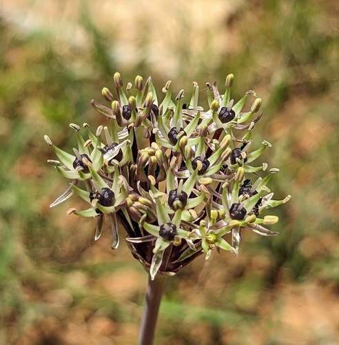 Allium cyrilli (Allium cyrilli)