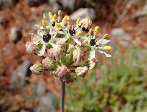 Allium cyrilli (Allium cyrilli)