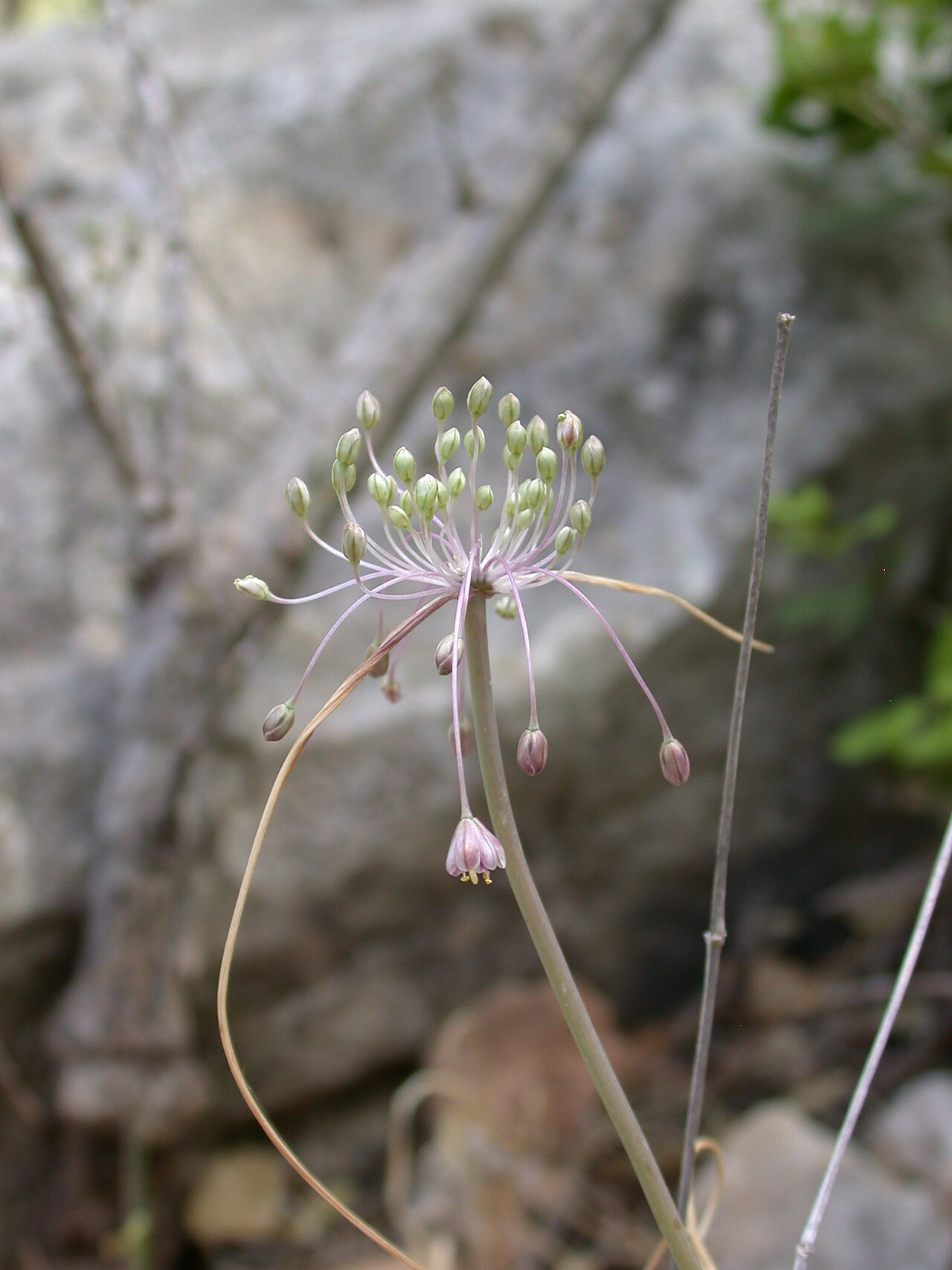 Allium daninianum: Allium daninianum Brullo, Pavone & Salmeri (שום האבקנים), Mount Carmel, Israel, April 23, 2008. Other names: Allium stamineum Boiss.