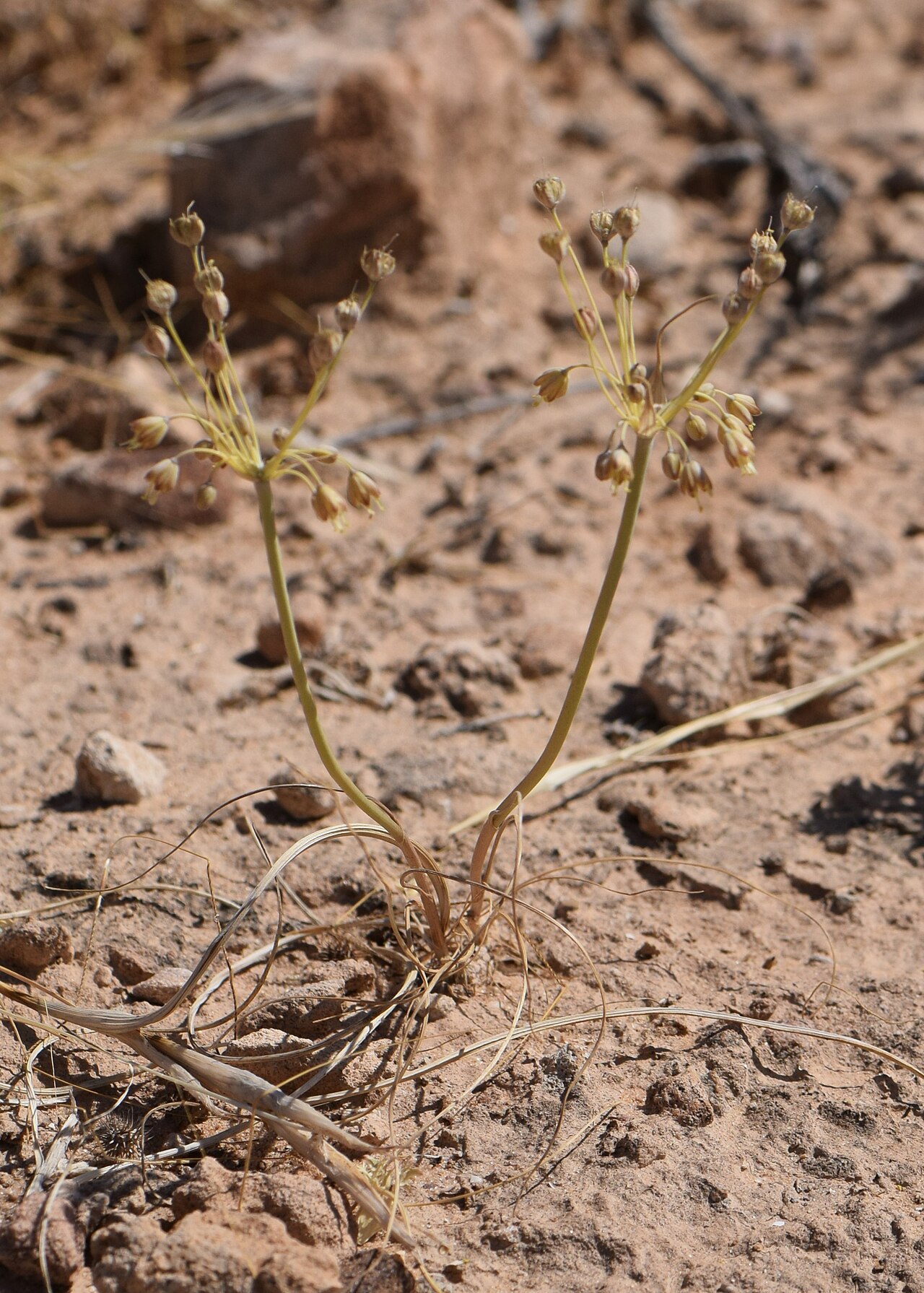 Allium decaisnei: Allium decaisnei at Panorama Dead Sea Complex in Jordan