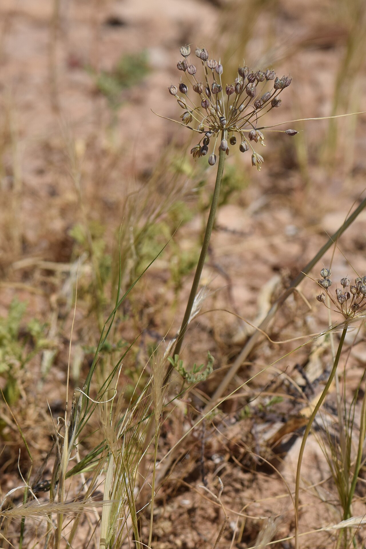 Allium decaisnei: Allium decaisnei at Panorama Dead Sea Complex in Jordan