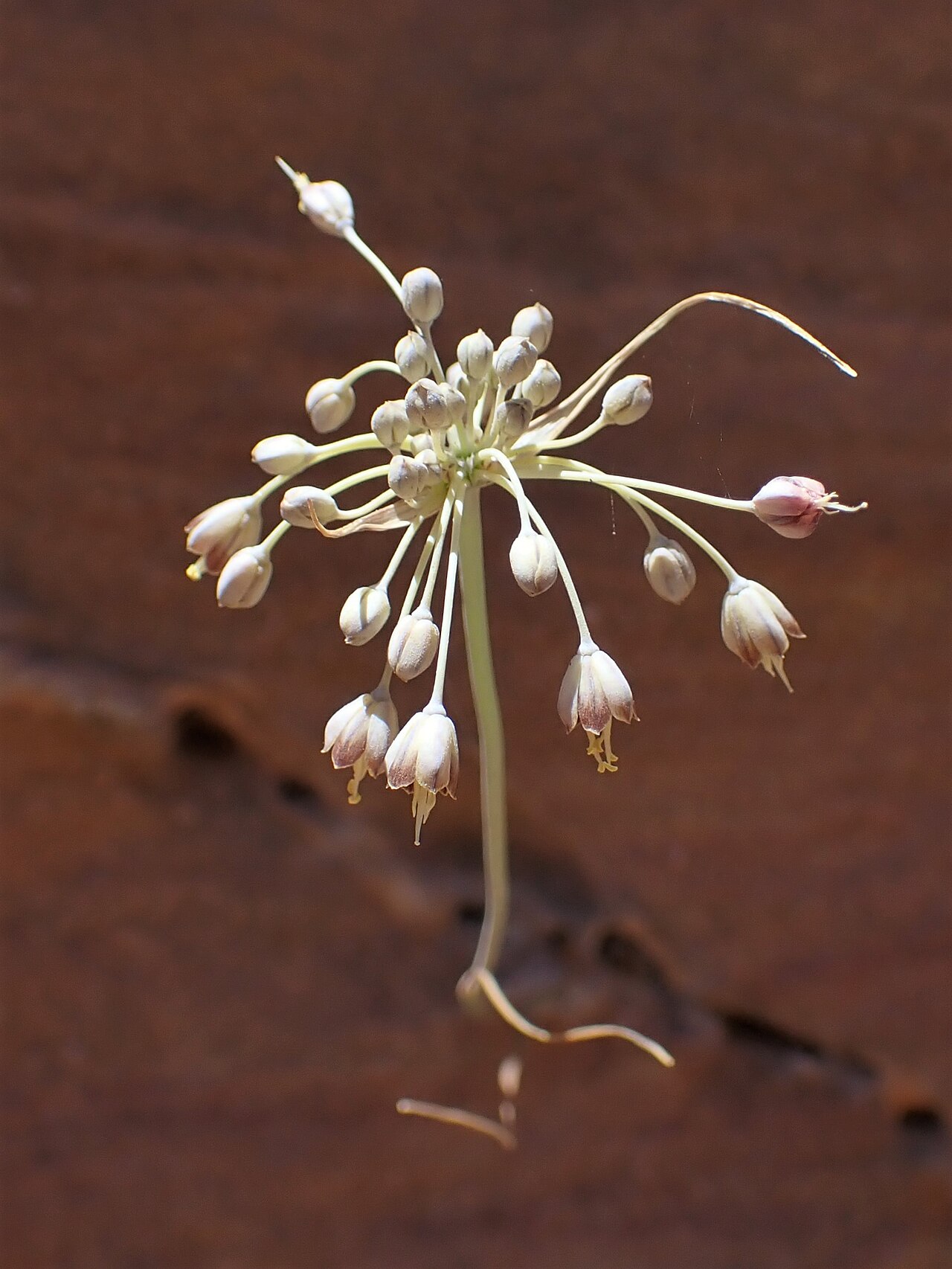 Allium decaisnei: Allium decaisnei at Panorama Dead Sea Complex in Jordan