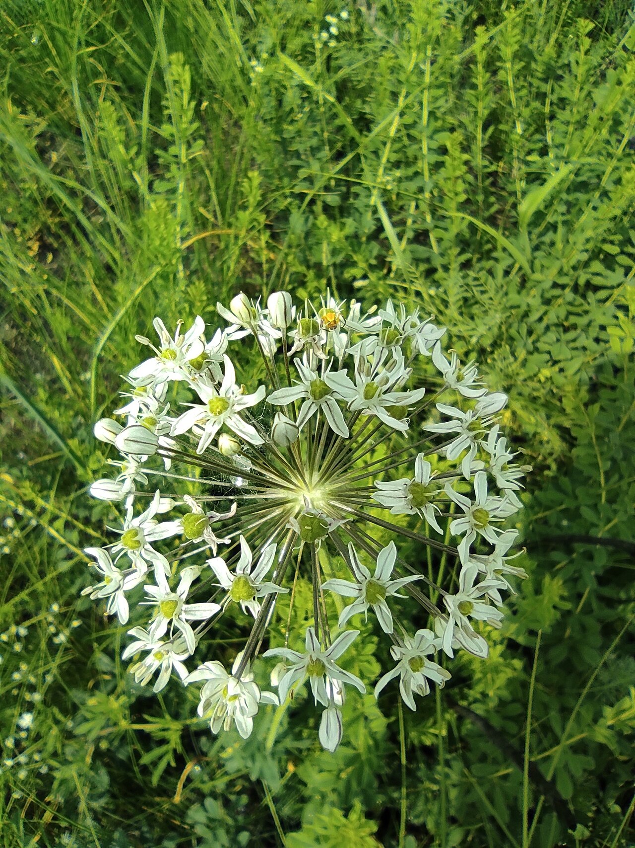 Allium decipiens: Allium decipiens