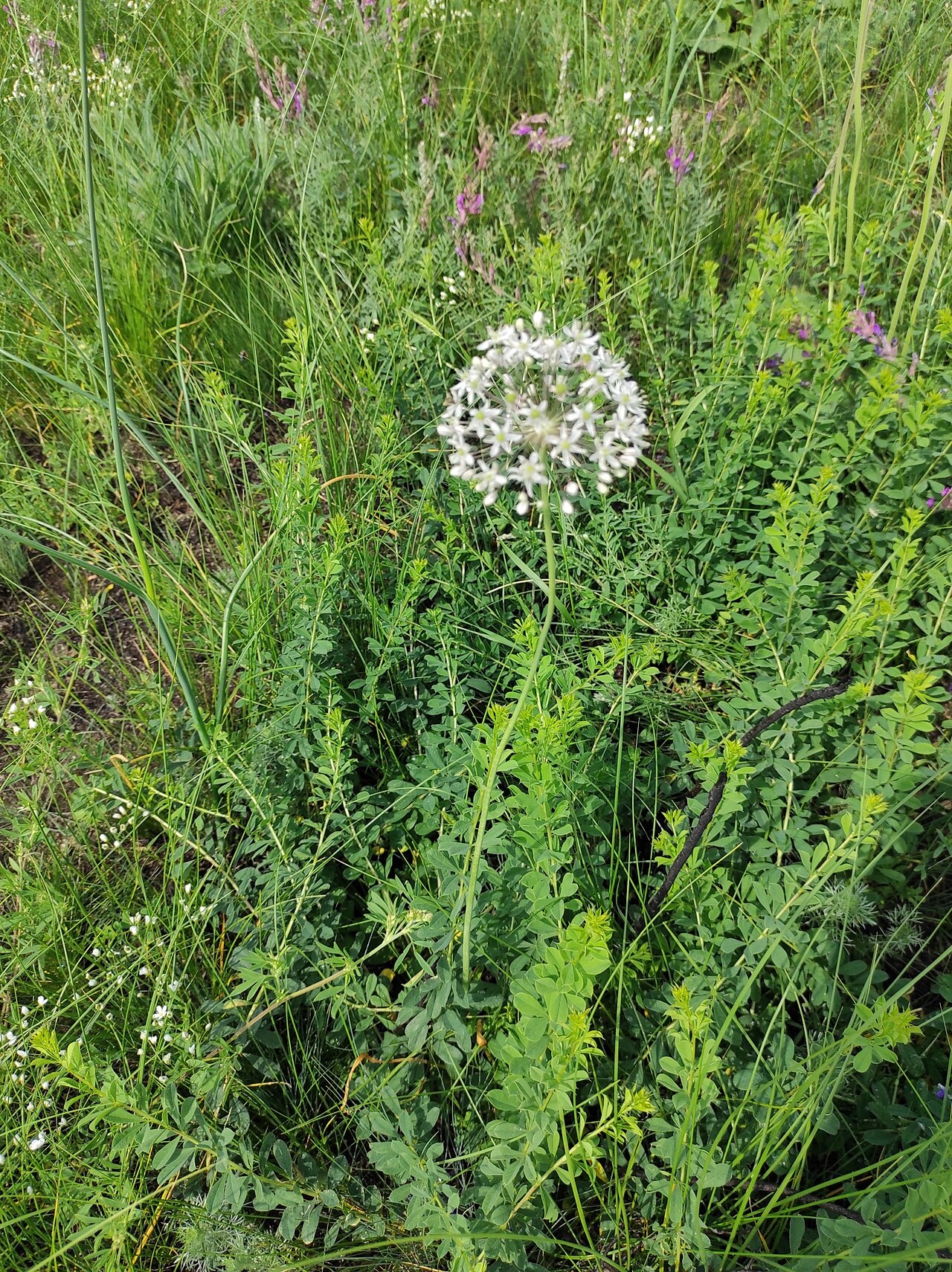 Allium decipiens: Allium decipiens