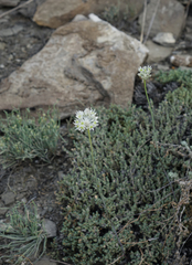 Allium delicatulum (Allium delicatulum)