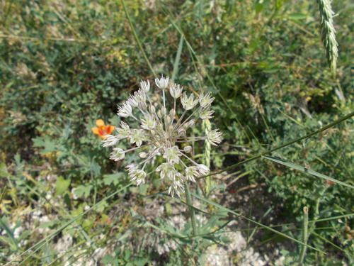 Allium delicatulum (Allium delicatulum)