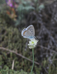 Allium delicatulum (Allium delicatulum)