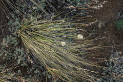Allium delicatulum (Allium delicatulum)
