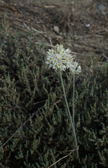 Allium delicatulum (Allium delicatulum)