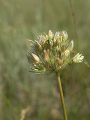 Allium delicatulum (Allium delicatulum)