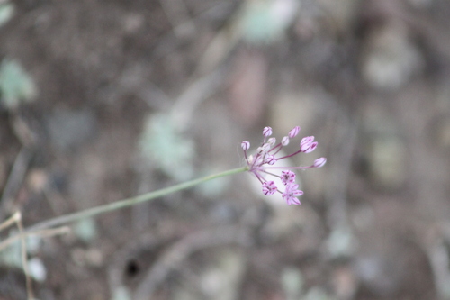 Allium delicatulum (Allium delicatulum)