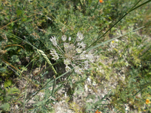 Allium delicatulum (Allium delicatulum)