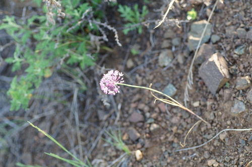 Allium delicatulum (Allium delicatulum)