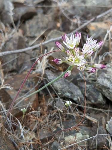 Serpentine onion (Allium diabolense)
