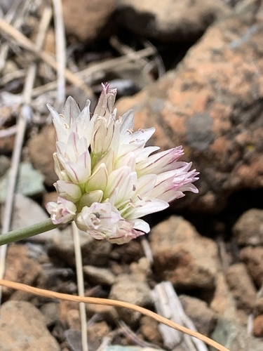 Serpentine onion (Allium diabolense)