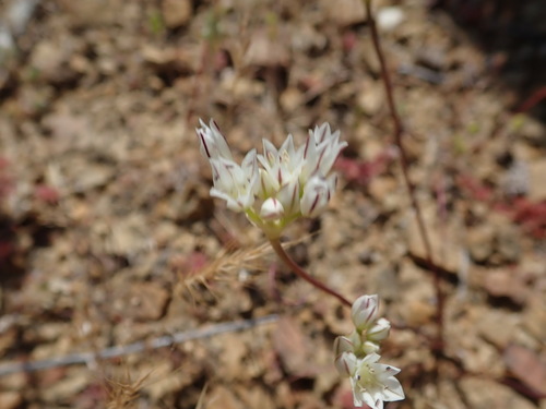 Serpentine onion (Allium diabolense)