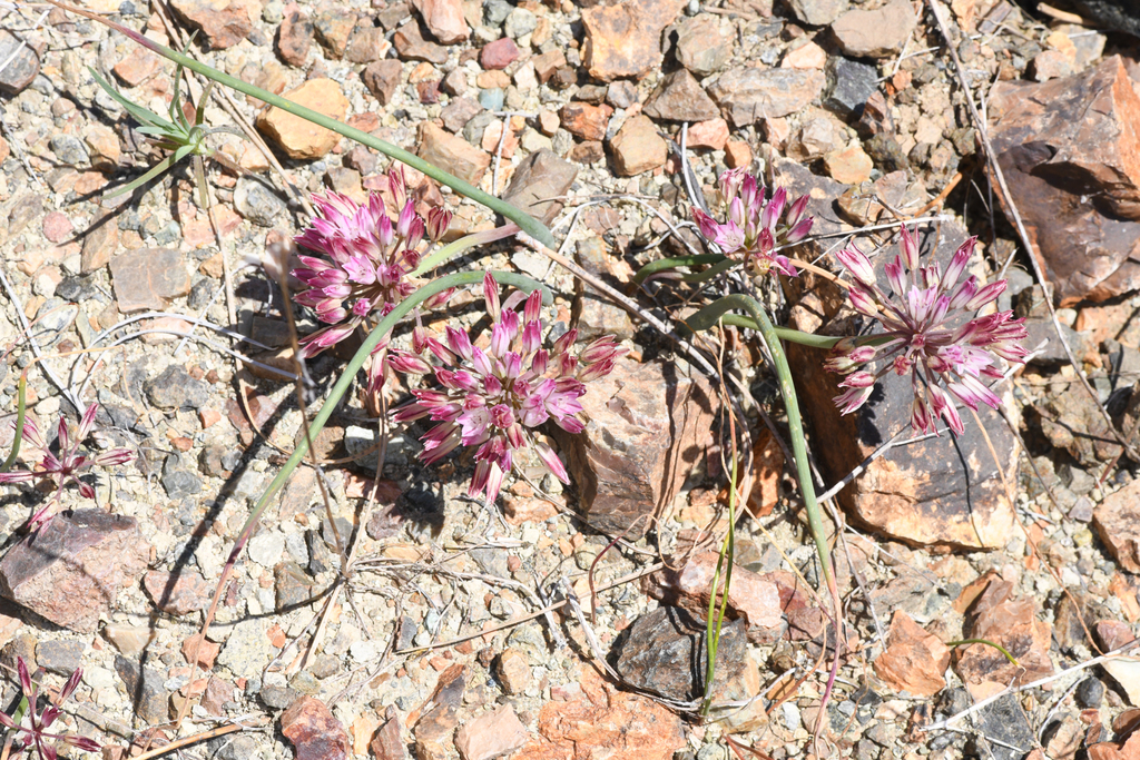Serpentine onion (Allium diabolense)