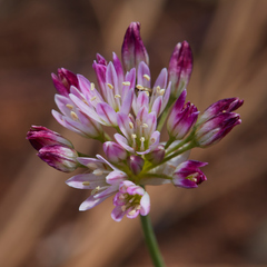Serpentine onion (Allium diabolense)