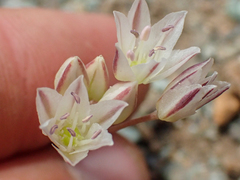 Serpentine onion (Allium diabolense)