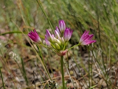 Serpentine onion (Allium diabolense)