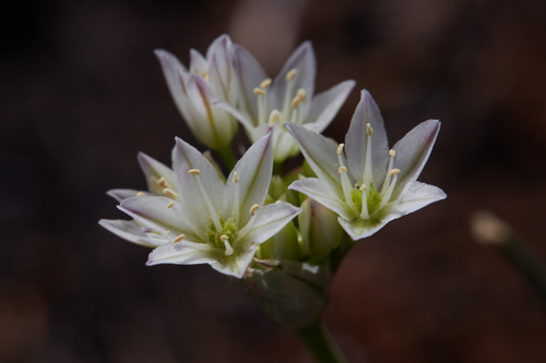 Serpentine onion (Allium diabolense)