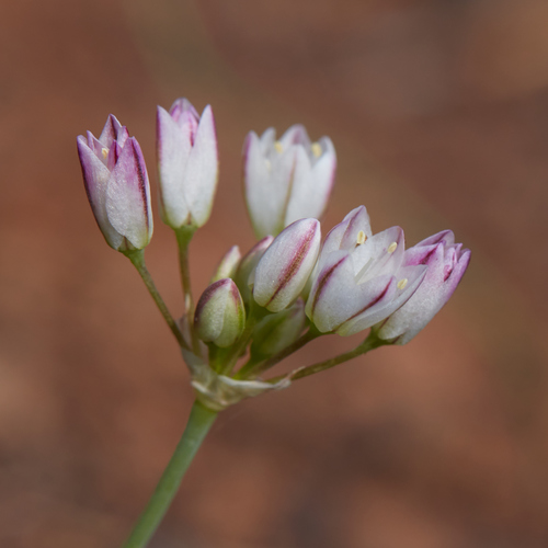 Serpentine onion (Allium diabolense)