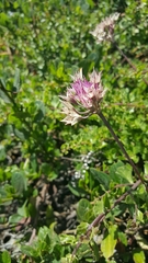 Coastal onion (Allium dichlamydeum)