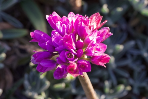 Coastal onion (Allium dichlamydeum)