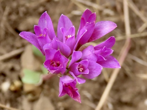 Coastal onion (Allium dichlamydeum)