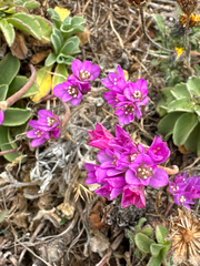 Coastal onion (Allium dichlamydeum)