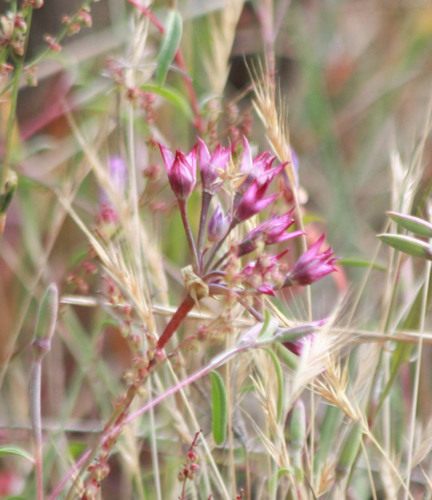 Coastal onion (Allium dichlamydeum)