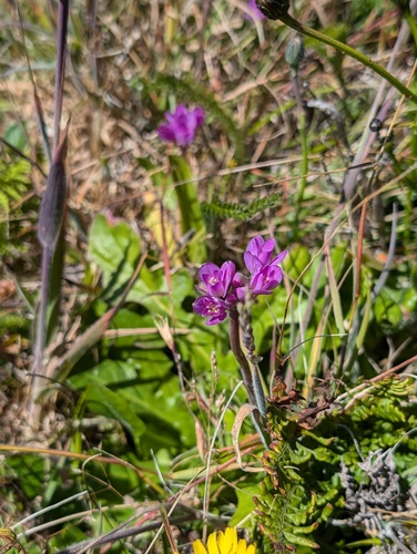 Coastal onion (Allium dichlamydeum)