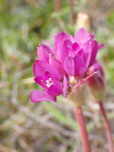 Coastal onion (Allium dichlamydeum)
