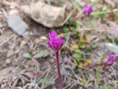 Coastal onion (Allium dichlamydeum)