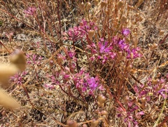 Coastal onion (Allium dichlamydeum)