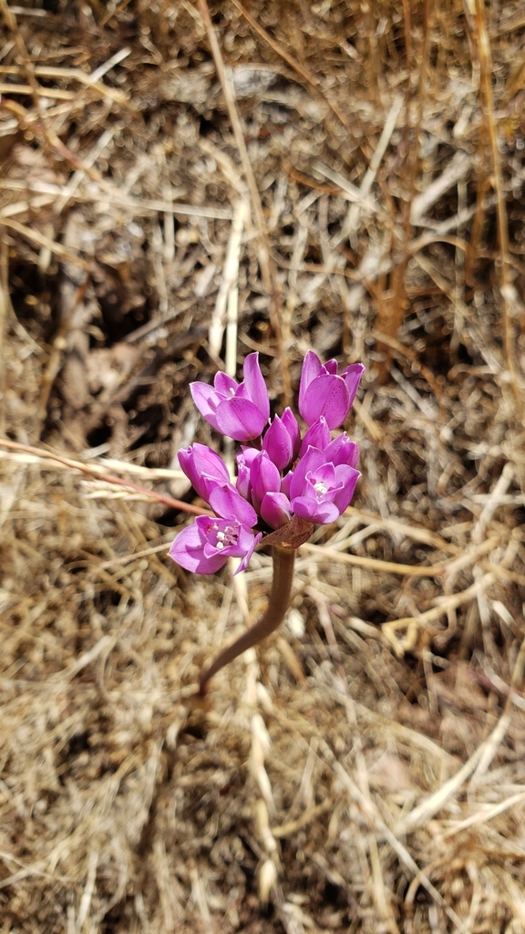 Coastal onion (Allium dichlamydeum)