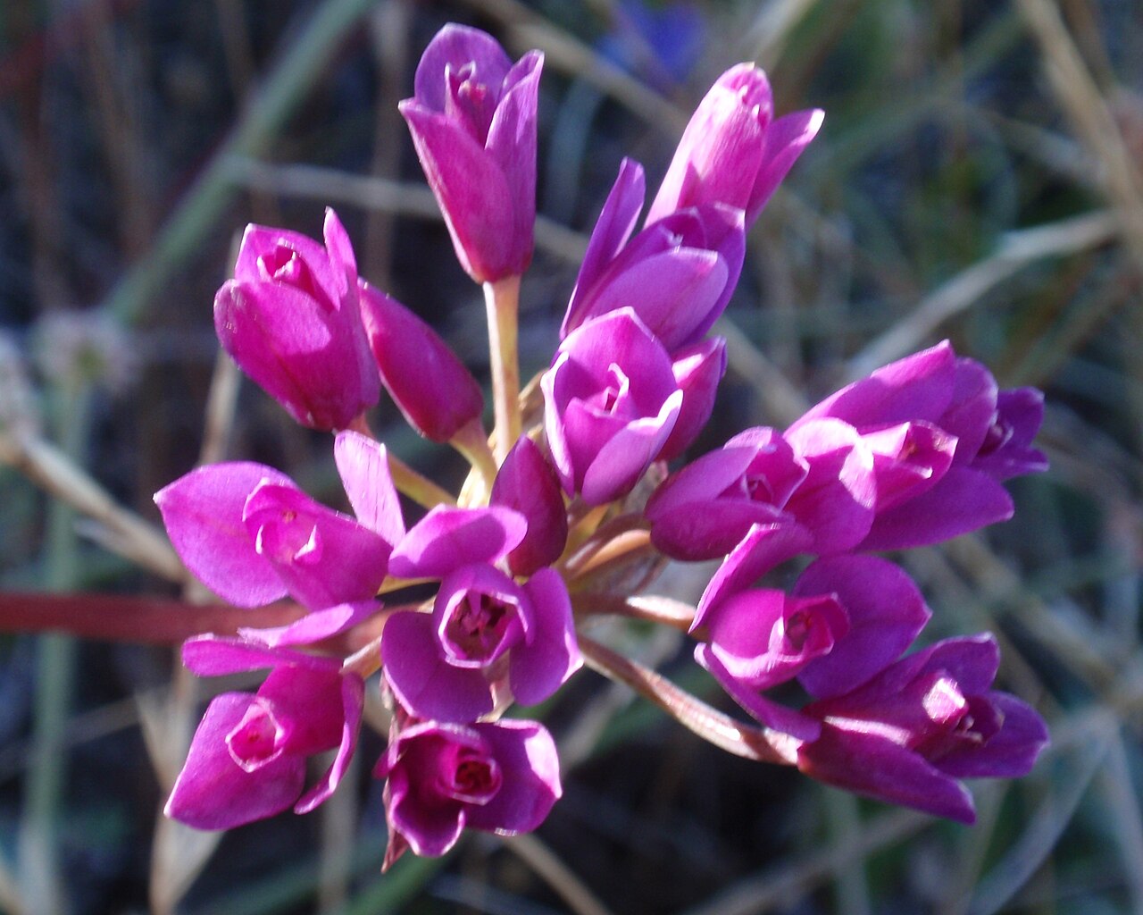 Coastal onion: Allium dichlamydeum in the Presidio, San Francisco, California, USA